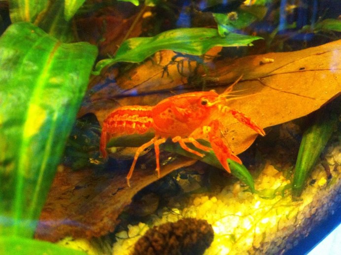 Карликовый оранжевый краб