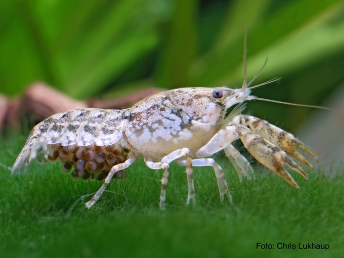 Аквариумные креветки и рачки