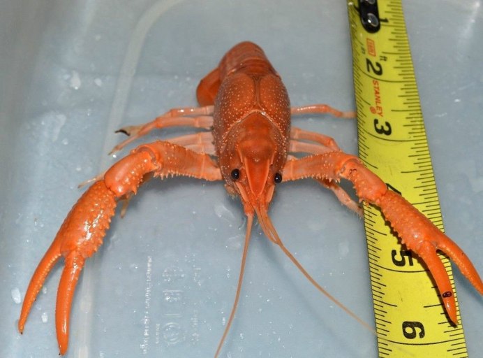 Флоридский Омар