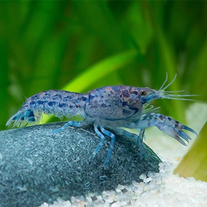 Cambarellus montezumae