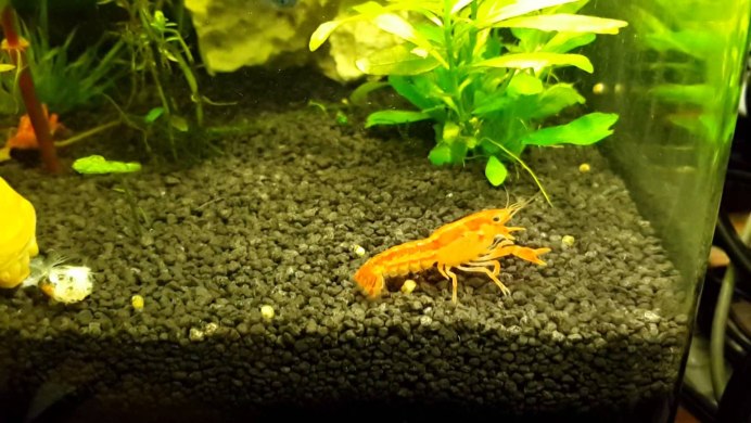 Аквариумные ракообразные