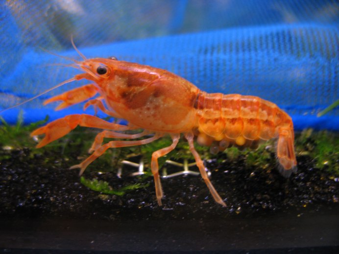 Cambarellus montezumae