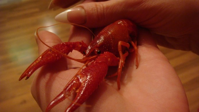 Карликовый оранжевый краб