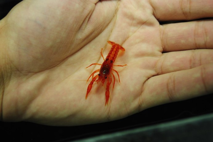 Маленькие рачки