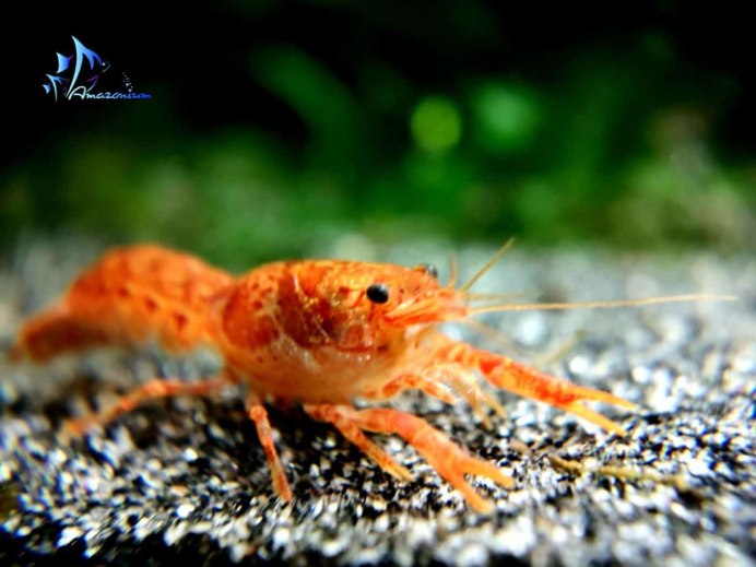 Cambarellus patzcuarensis