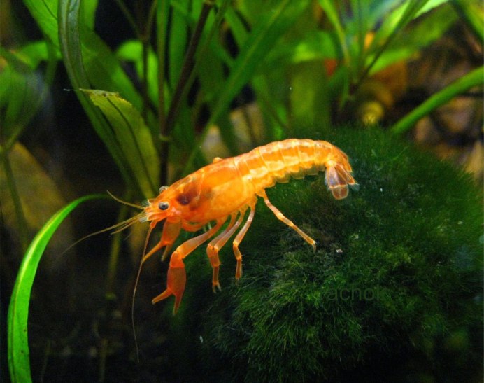 Маленькие рачки в аквариуме