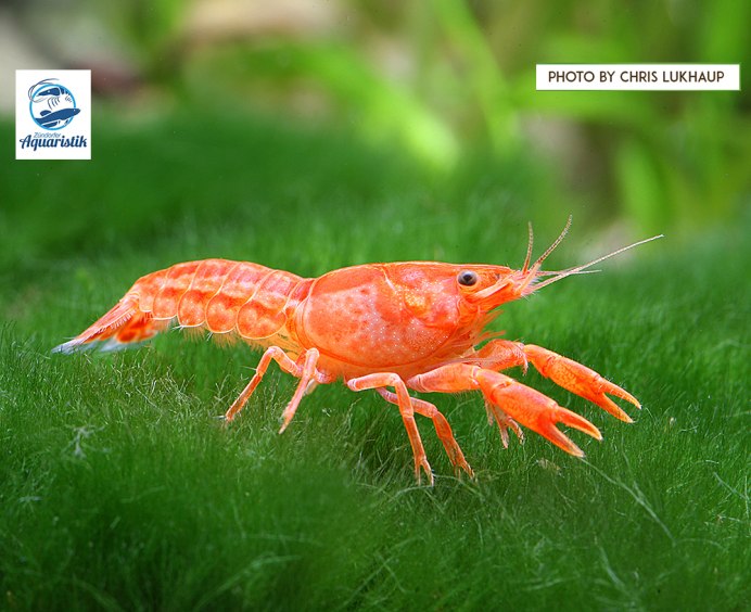 Cambarellus montezumae