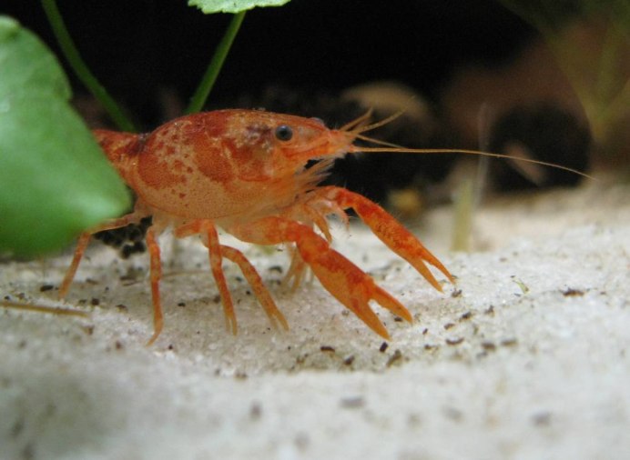 Cambarellus shufeldtii