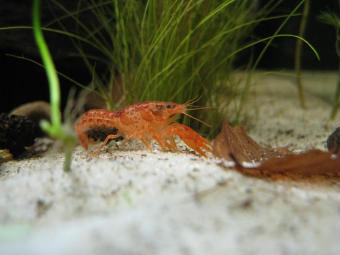 Cambarellus patzcuarensis SP. Orange