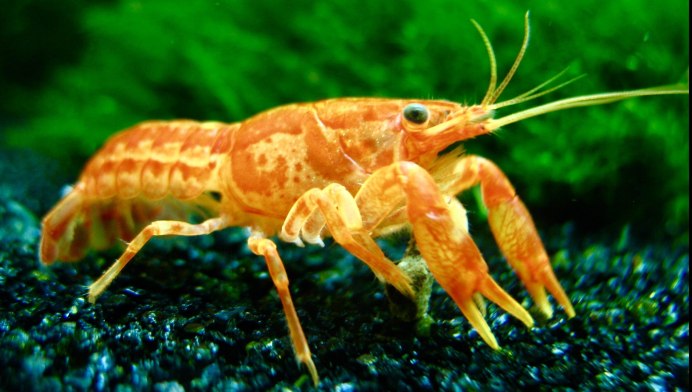 Краб оранжевый аквариумный
