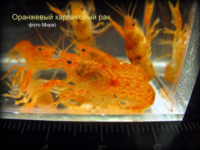 Аквариумные рыбки и Пресноводные креветки