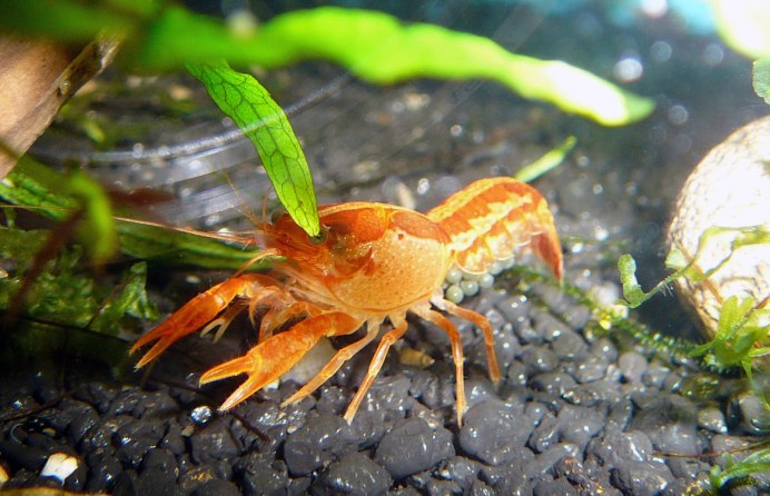 Emezi a. "Freshwater"