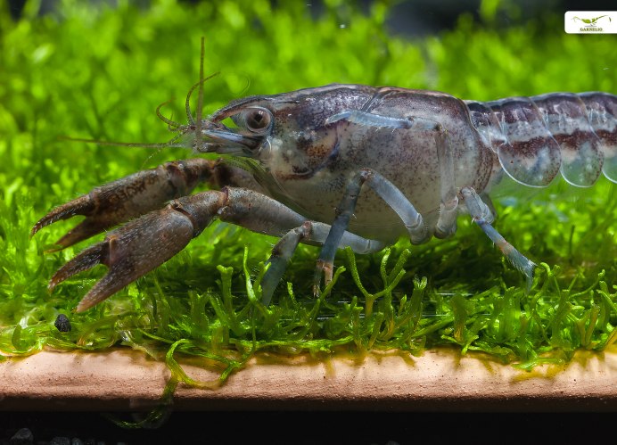 Cambarellus texanus содержание