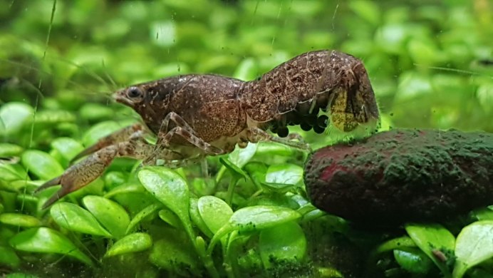 Креветка Pandalus