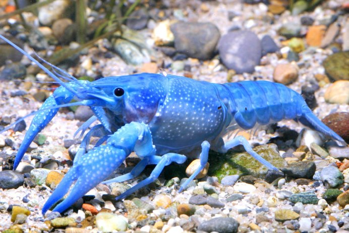 Красный Флоридский краб