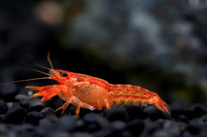 Желтые креветки отличие самки от самца