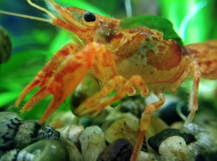 Cambarellus patzcuarensis SP. Orange