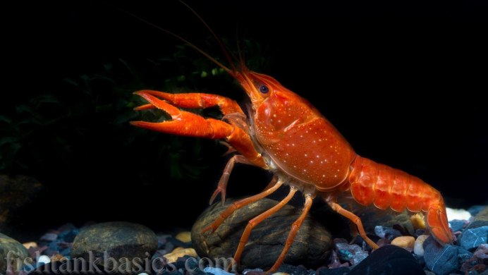 Cambarellus diminutus