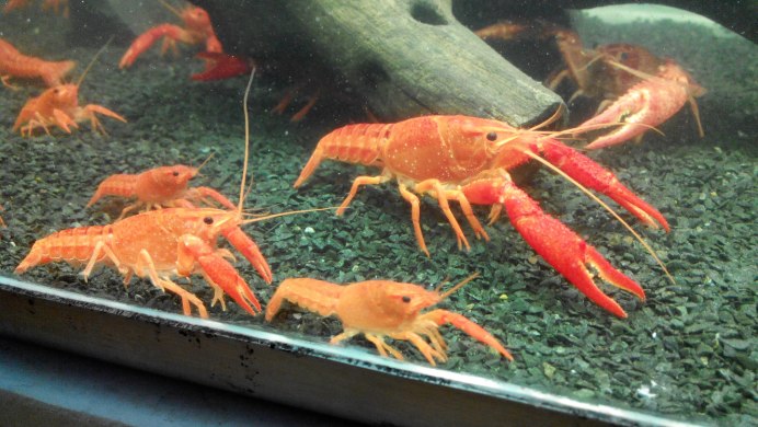 Карликовый оранжевый краб