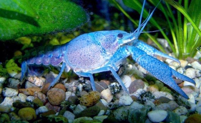 Cambarellus montezumae