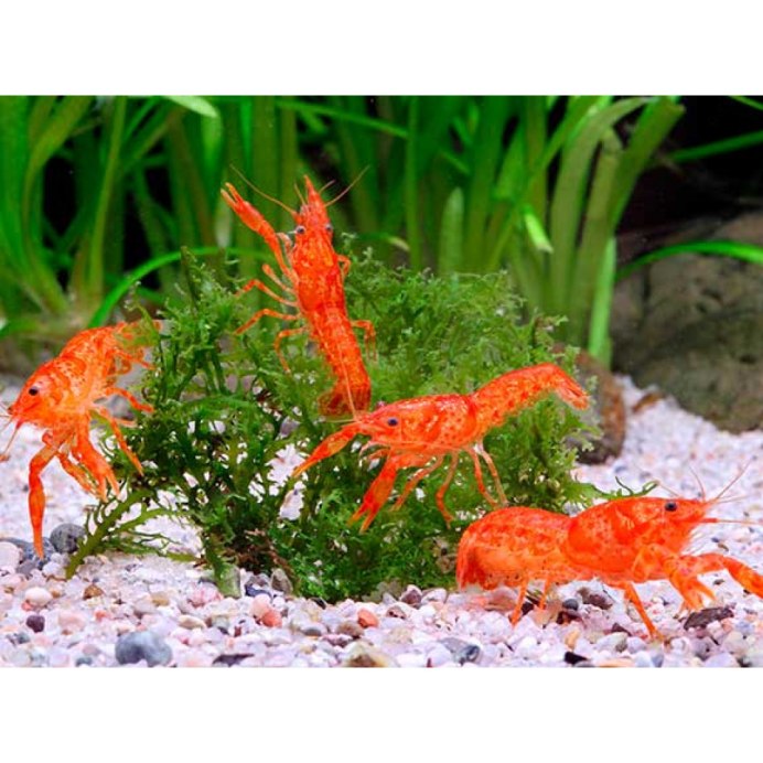 Мексиканский аквариумныййрак