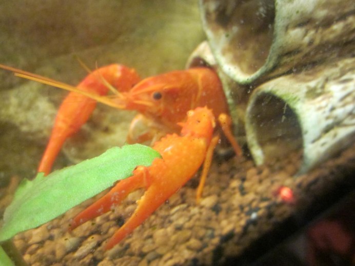 Флоридский Омар