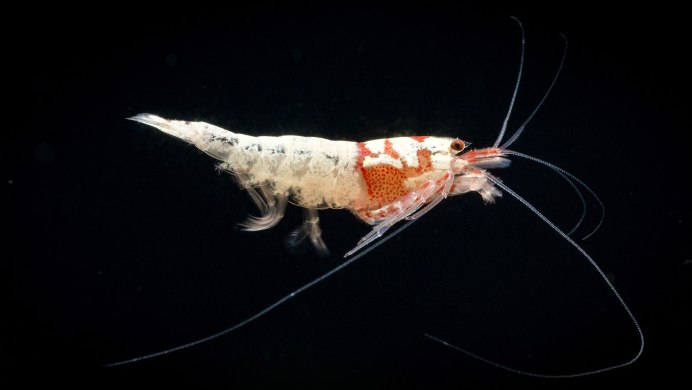 Креветки красный Кристалл Crystal Red Shrimp