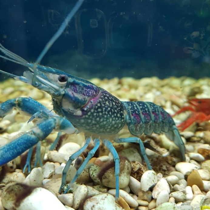Procambarus fallax