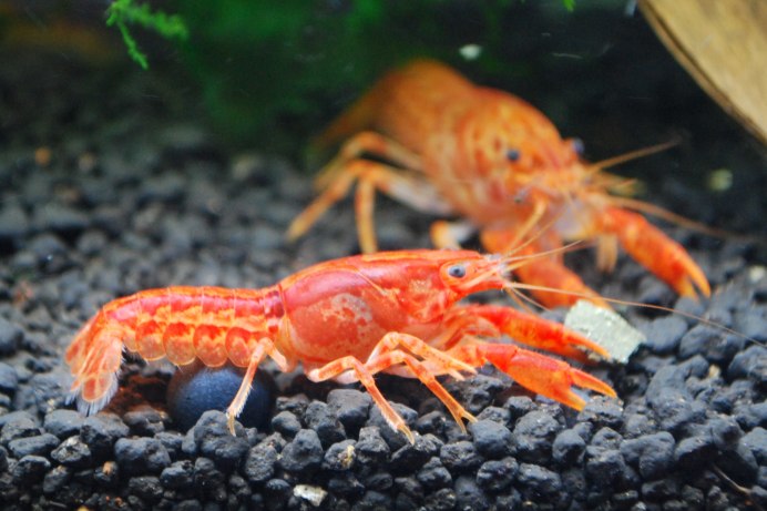 Речные рачки маленькие