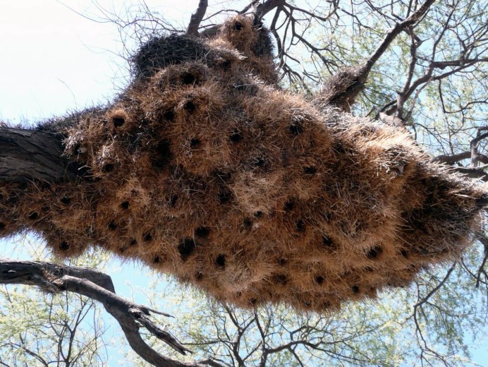 Африканские ткачики гнезда