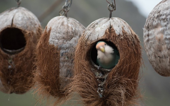 Гнездо для птиц.
