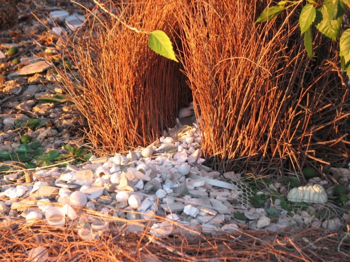 Вогелькопский беседковый шалашник