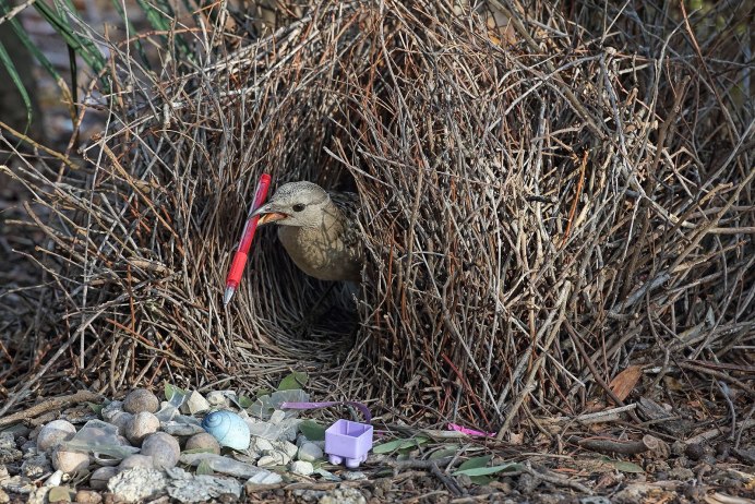 Птичка Ткачик гнездо