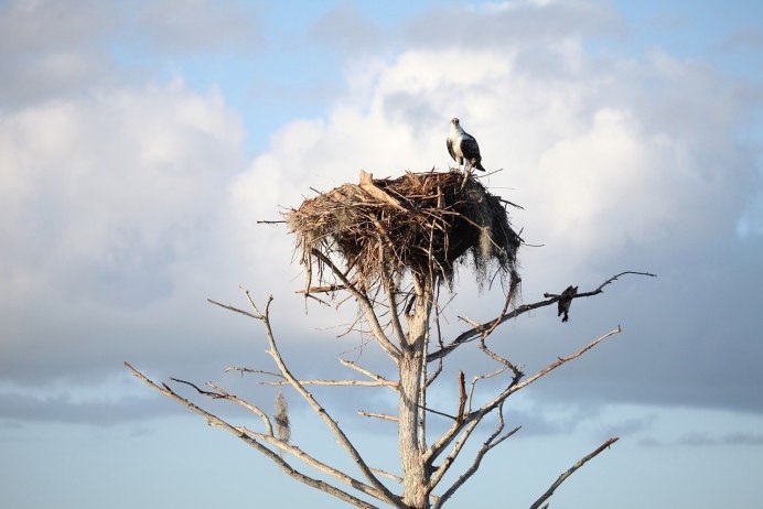 Шалашник птица