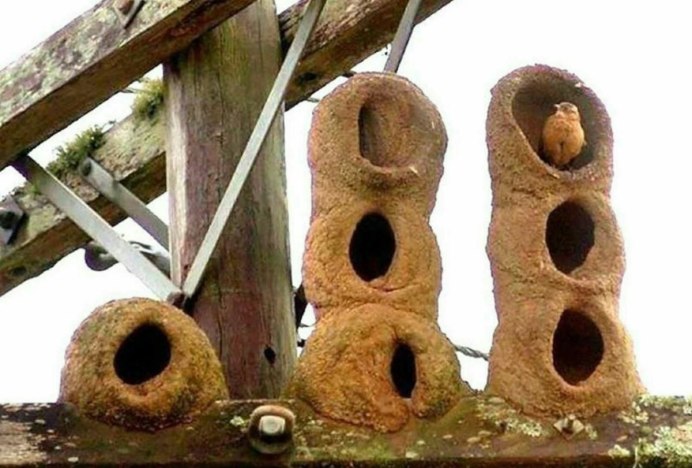 Птичка Ткачик гнездо