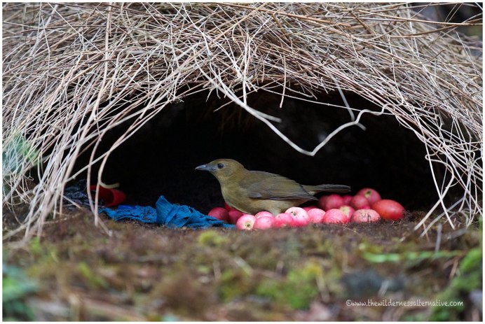 Шалашник птица