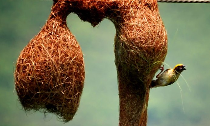 Гнезда аистов на Столбах