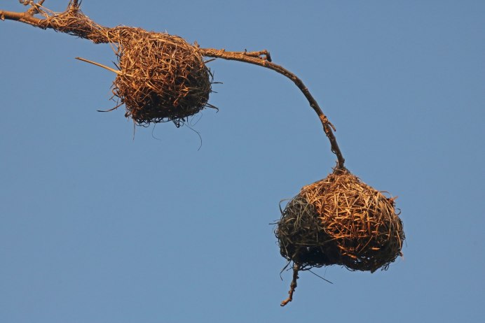 Гнездо Ткача