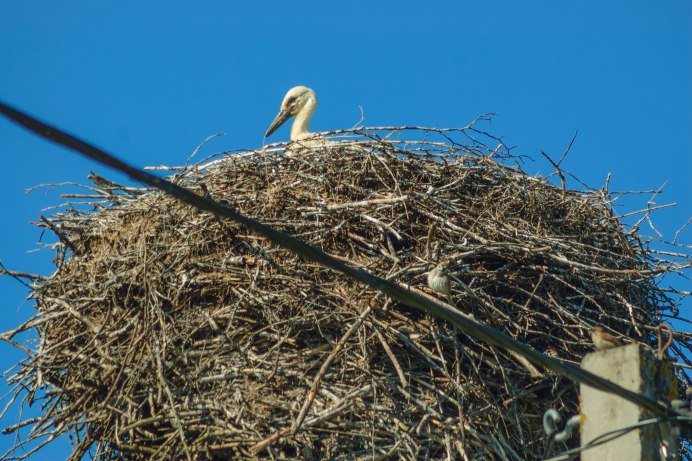 Гнездо Чижа