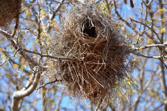 Bowerbirds Nest
