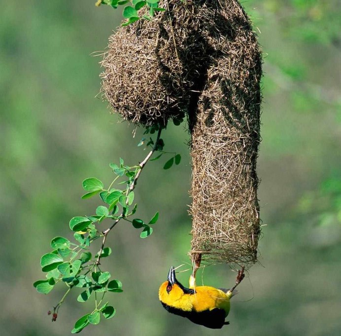 Необычные гнезда птиц