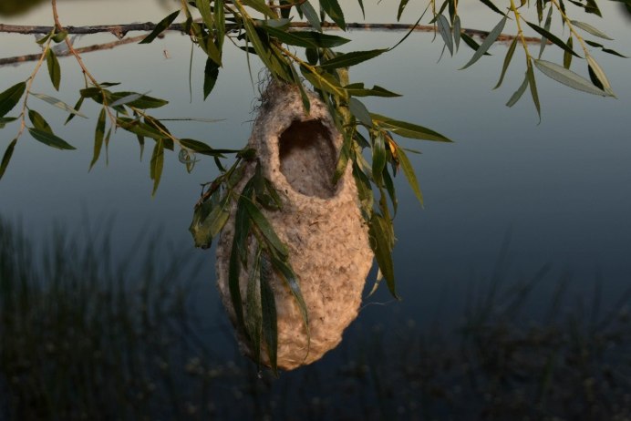 Висячие гнезда птиц