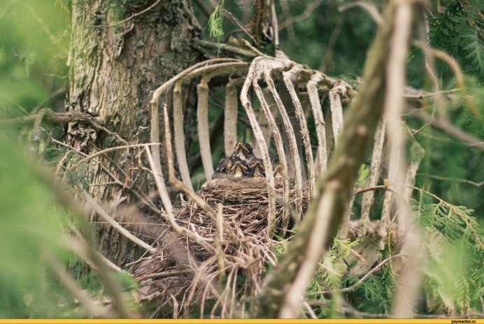 Необычные гнезда