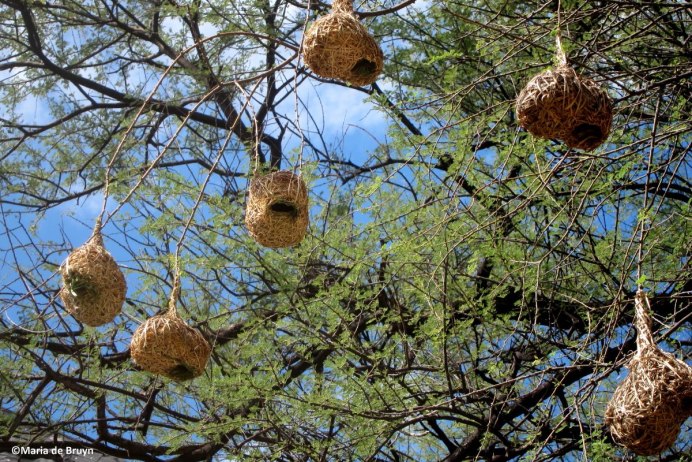 Зунзинито птичка