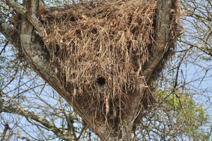 Гнезда вальдхарда