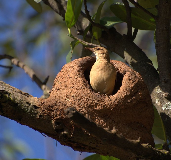 Гнездо синицы Ремез