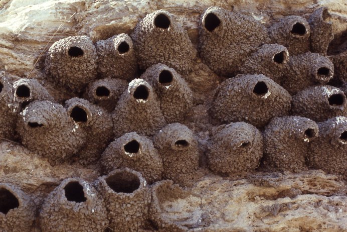 Африканские ткачики гнезда