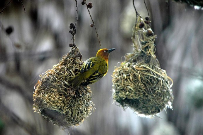 Гнездо для птиц.