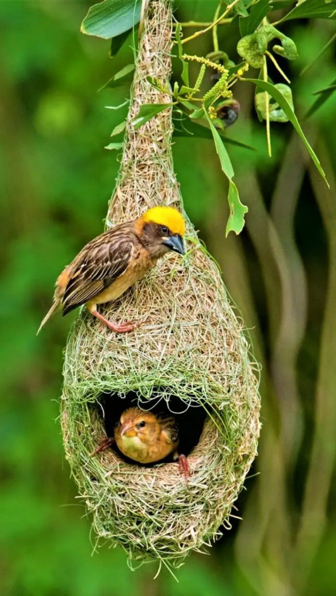 Гнездо Ткачика