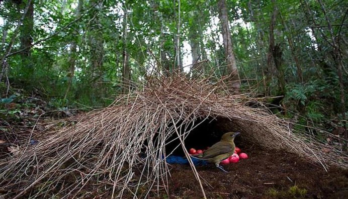 Странные гнезда птиц